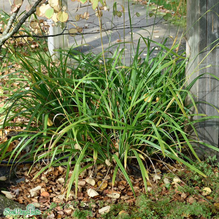Carex pendula A-kval