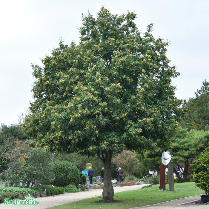 Castanea sativa Ungträd 150-200cm Co
