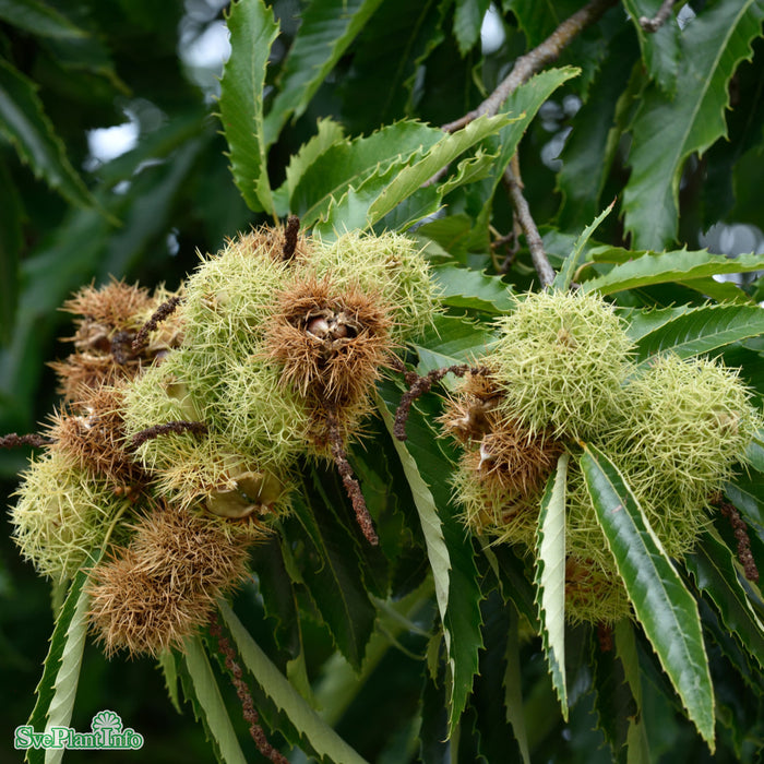 Castanea sativa Ungträd 150-200cm Co