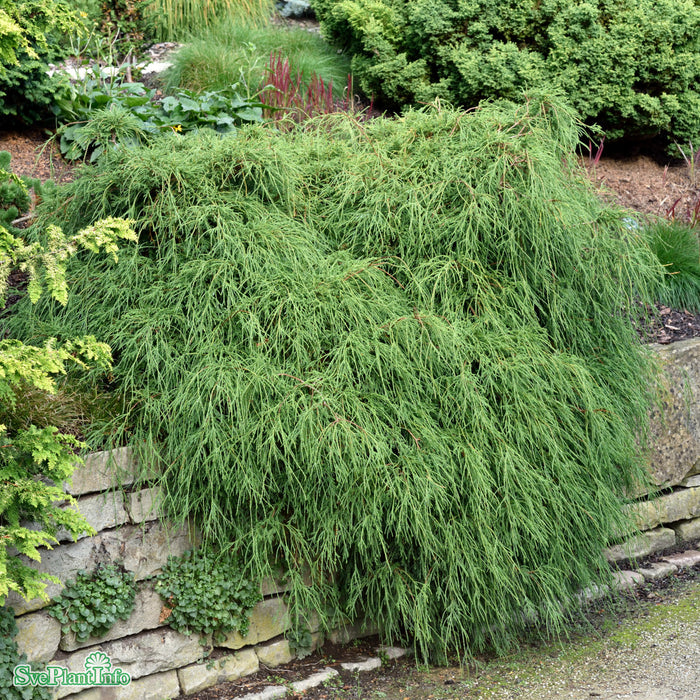 Chamaecyparis pisifera 'Filifera Nana' C4,6 25-30cm