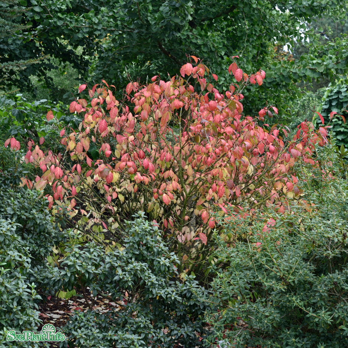 Euonymus planipes Solitär Kl 100-125cm