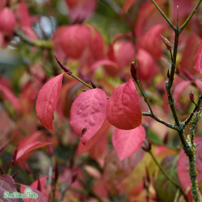 Euonymus planipes Solitär Kl 80-100cm