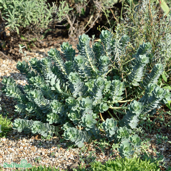 Euphorbia myrsinites A-kval