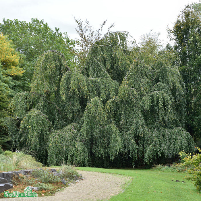 Fagus sylvatica 'Pendula' Ungträd 125-150cm Co