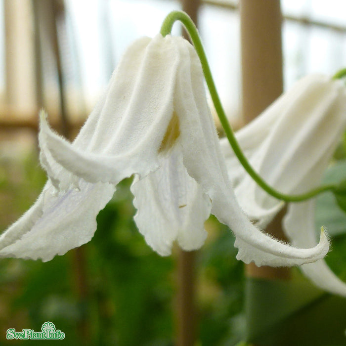 Clematis (Int.) 'Baby White' A-kval C2