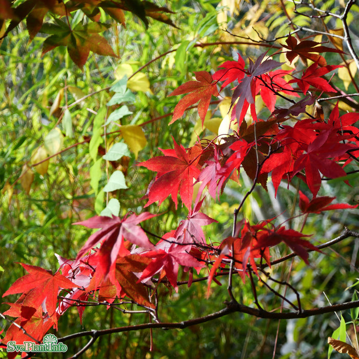 Acer palmatum 'Osakazuki' C10 60-80cm