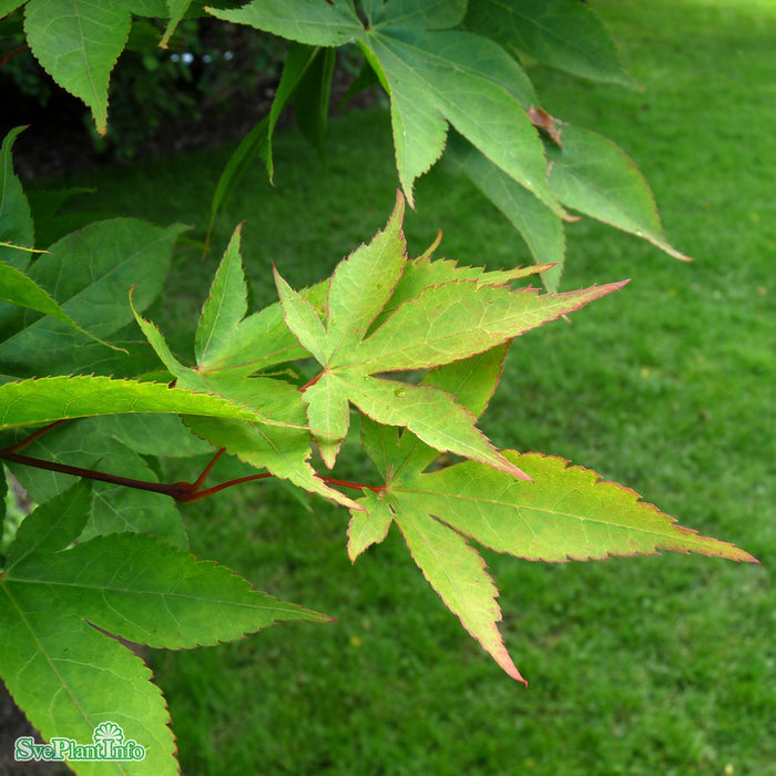 Acer palmatum 'Osakazuki' C4,5 40-60cm
