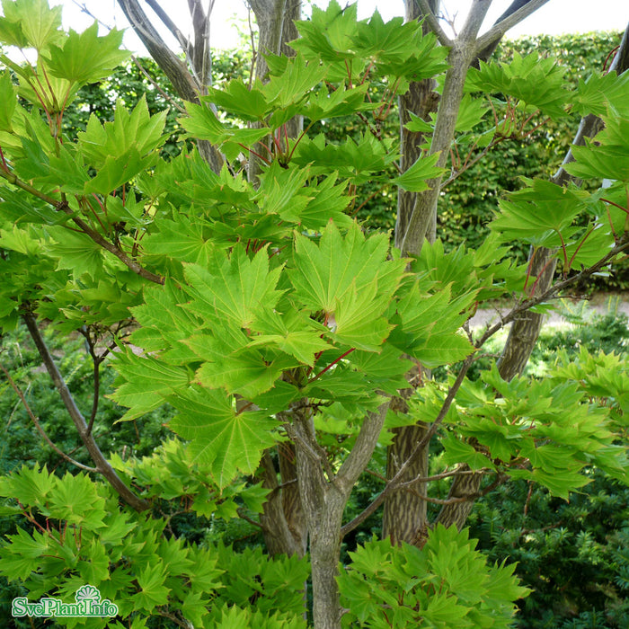 Acer shirasawanum 'Autumn Moon' Solitär C20 80-100cm