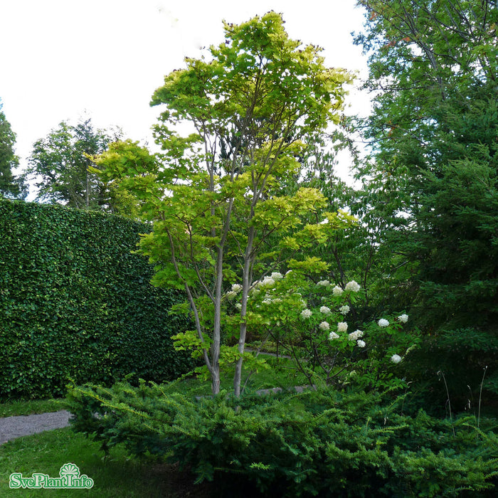 Acer shirasawanum 'Autumn Moon' Solitär C20 80-100cm