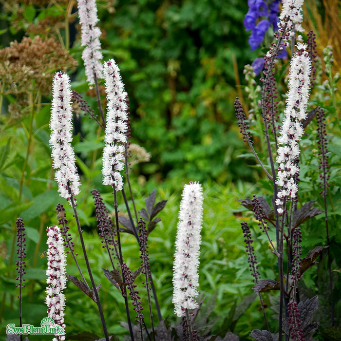 Actaea simplex 'Brunette' A-kval C3
