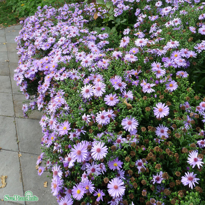 Symphyotrichum novi-belgii 'Early Blue' A-kval