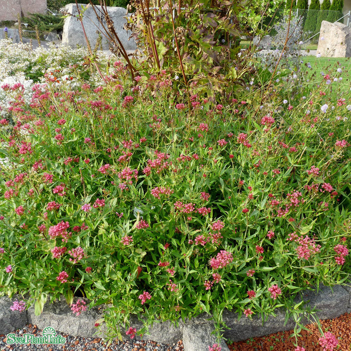 Centranthus ruber A-kval
