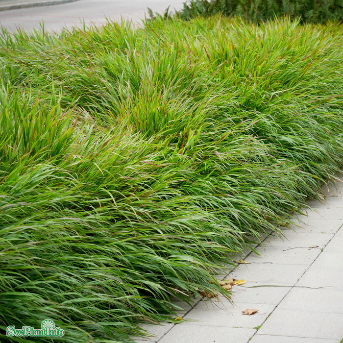 Hakonechloa macra A-kval