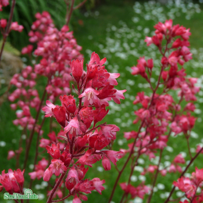 Heuchera 'Paris' A-kval C3