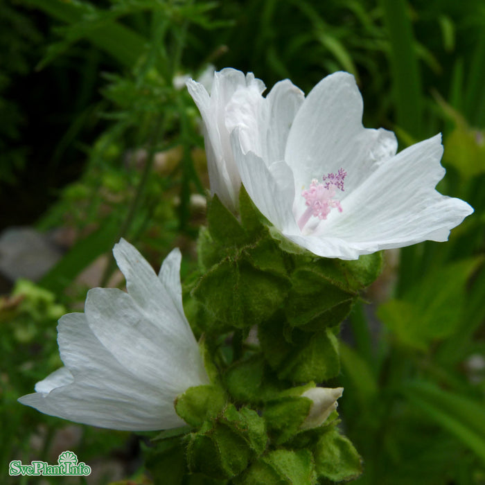 Malva moschata 'Alba' A-kval