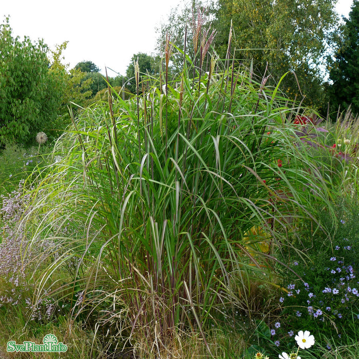 Miscanthus sinensis 'Flamingo' A-kval C2