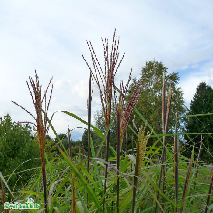 Miscanthus sinensis 'Flamingo' A-kval C2