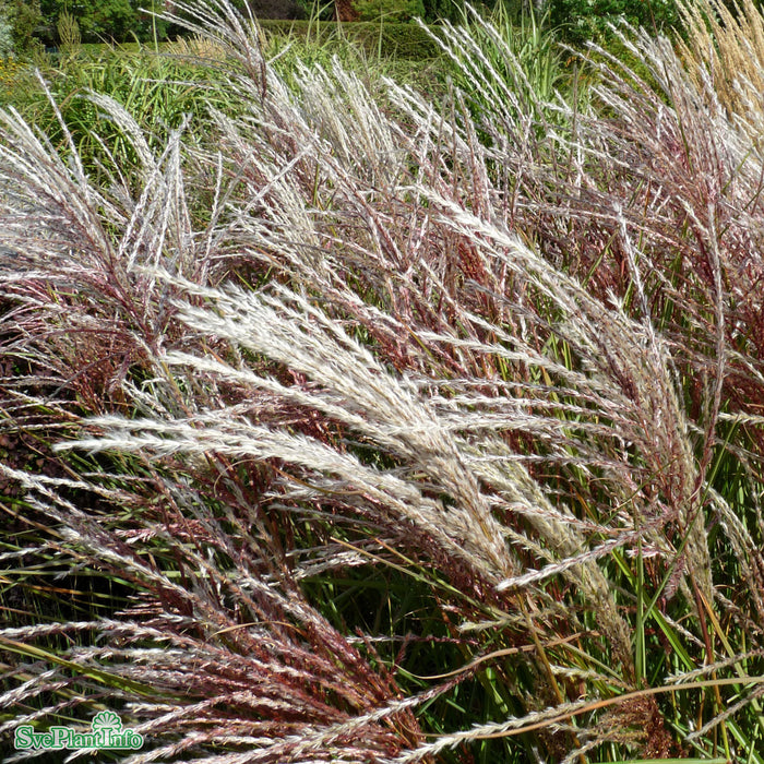 Miscanthus sinensis 'Kleine Fontäne' A-kval