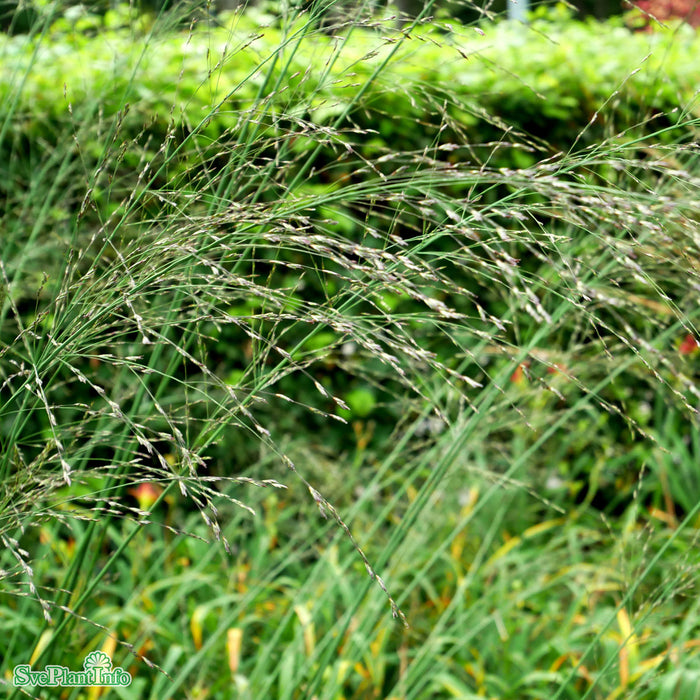 Molinia caerulea ssp arundinacea 'Transparent' A-kval C2