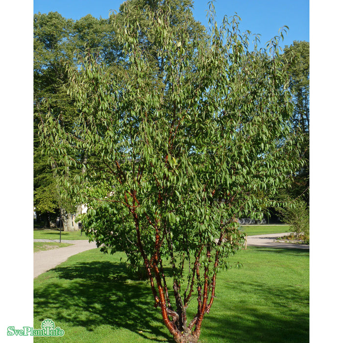 Prunus serrula Solitär C80 250-300cm