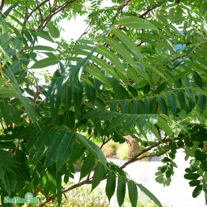 Rhus typhina Solitär C80 300-350cm