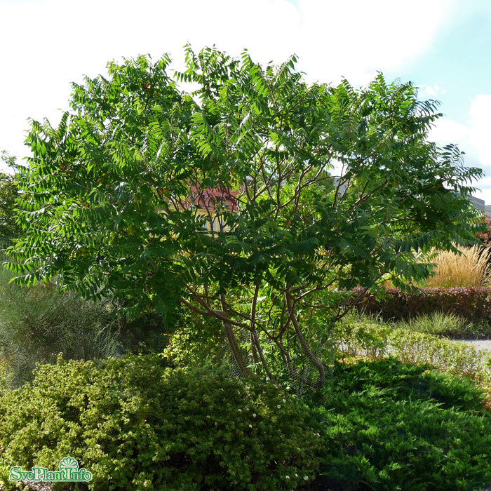 Rhus typhina Solitär C80 300-350cm