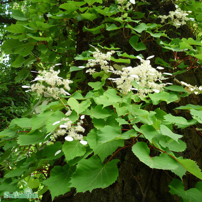 Schizophragma hydrangeoides C3 40-60cm