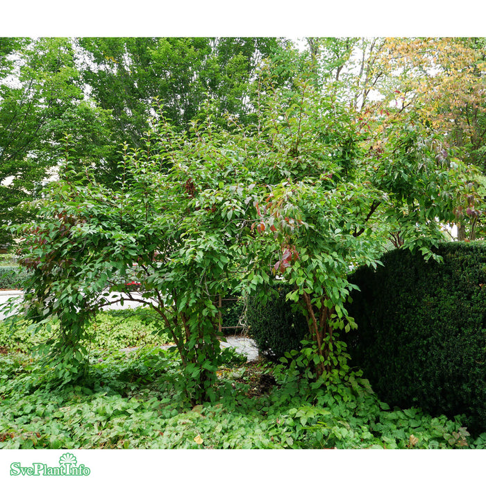 Viburnum bodnantense 'Dawn' C5 60-80cm