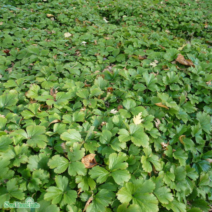 Waldsteinia ternata A-kval