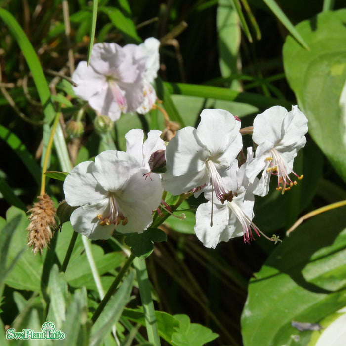 Geranium cantabrigiense 'St Ola' A-kval