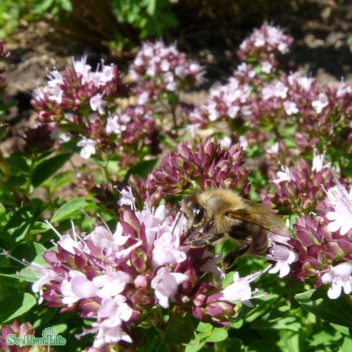 Origanum vulgare 'Compactum' A-kval