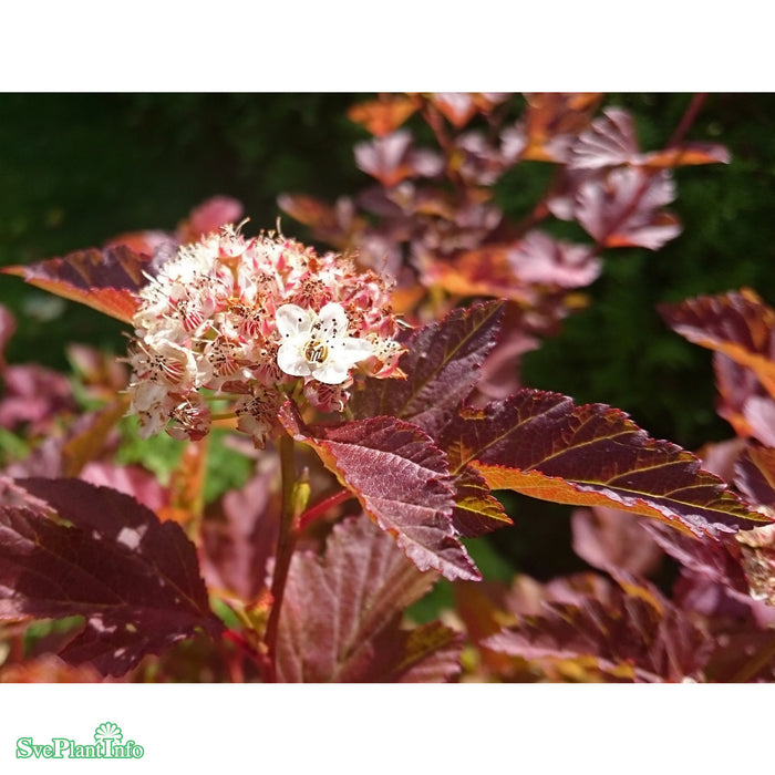 Physocarpus opulifolius 'Amber Jubilee' Busk C5