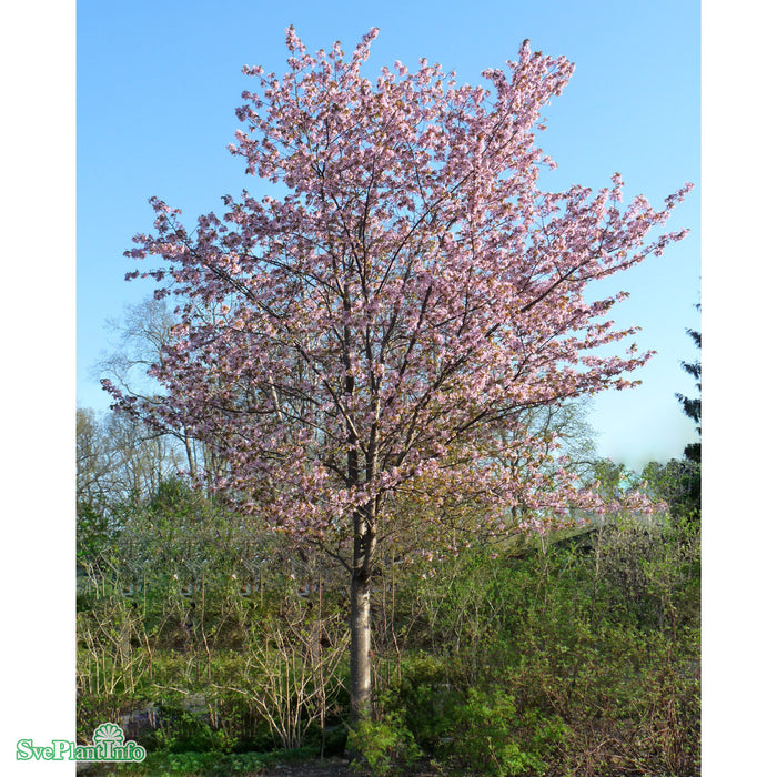 Prunus sargentii Solitär C50 250-300cm