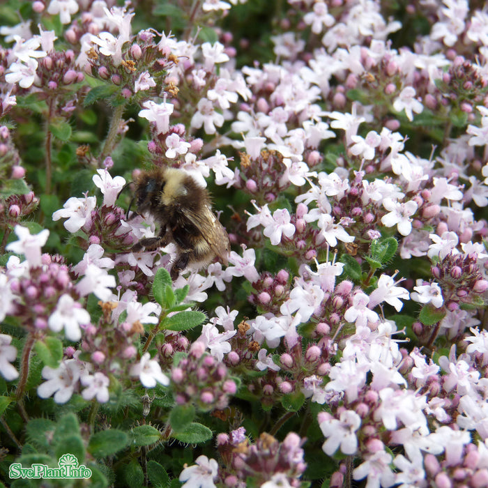 Thymus serpyllum 'Pink Chintz' A-kval