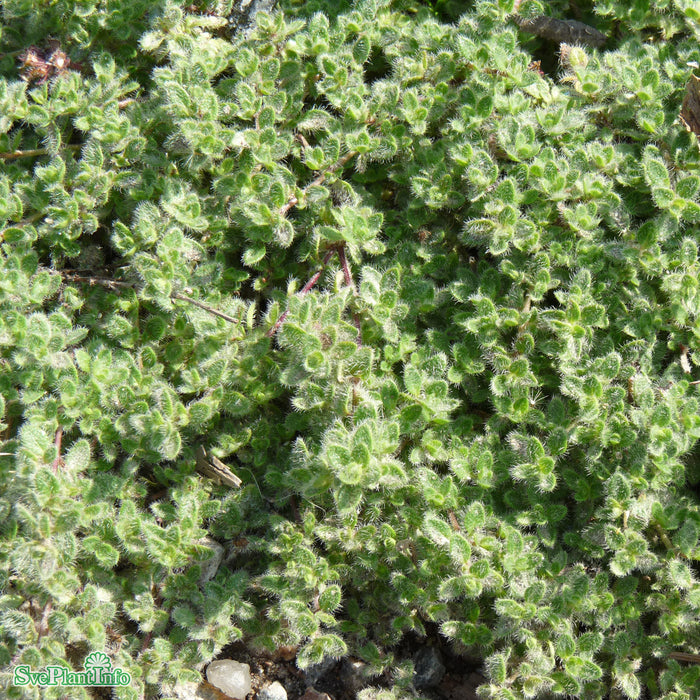 Thymus pseudolanuginosus A-kval