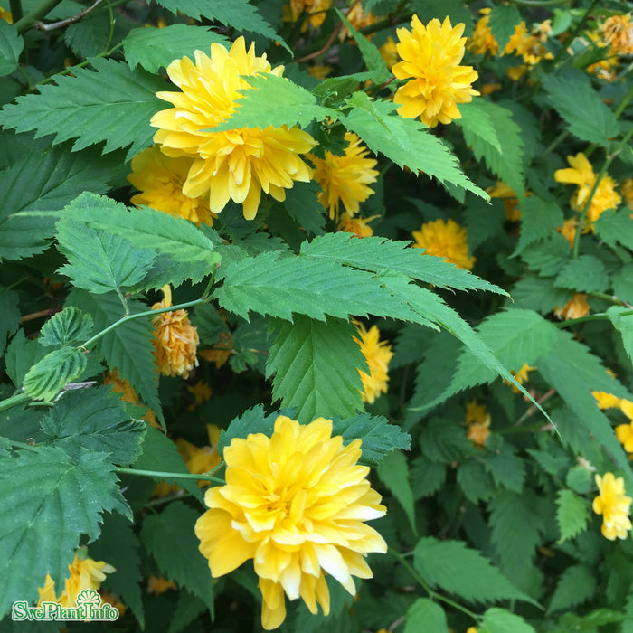 Kerria japonica 'Pleniflora' C3,5