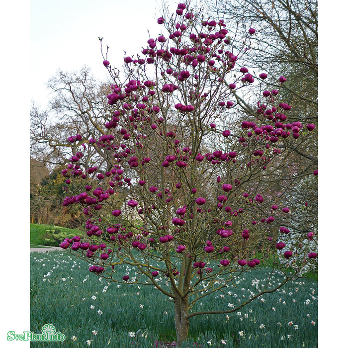 Magnolia 'Black Tulip' Solitär C10 80-100cm