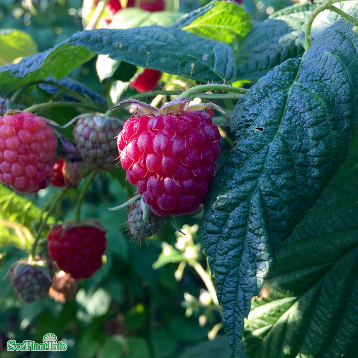 Rubus (Hallon) 'Preussen' E A-kval C2
