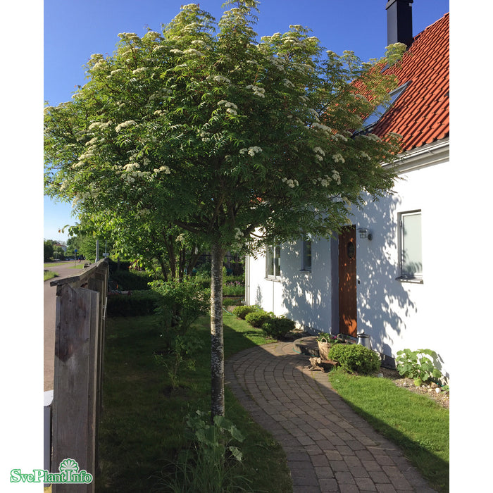 Sorbus commixta 'Carmencita' Stam C15 180cm
