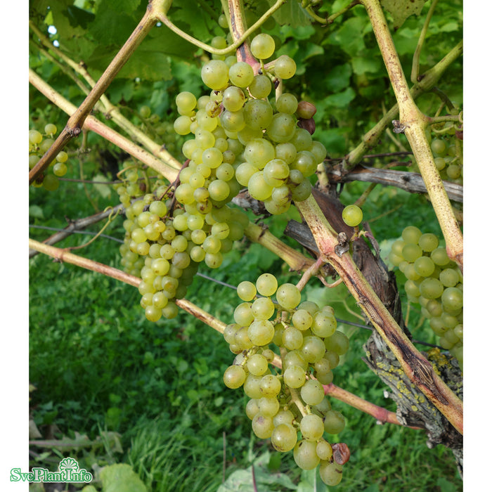 Vitis vinifera 'Dr Schmidtmans Sockerdruva' A-kval C2