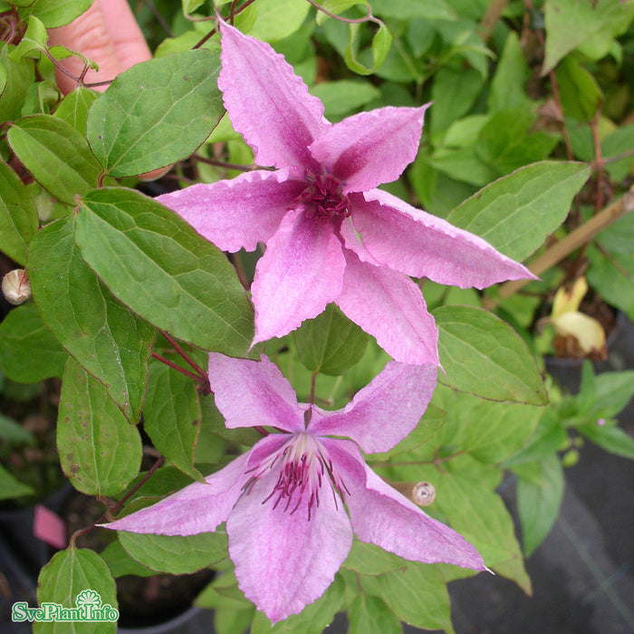 Clematis (SS) 'Hagley Hybrid' A-kval C2