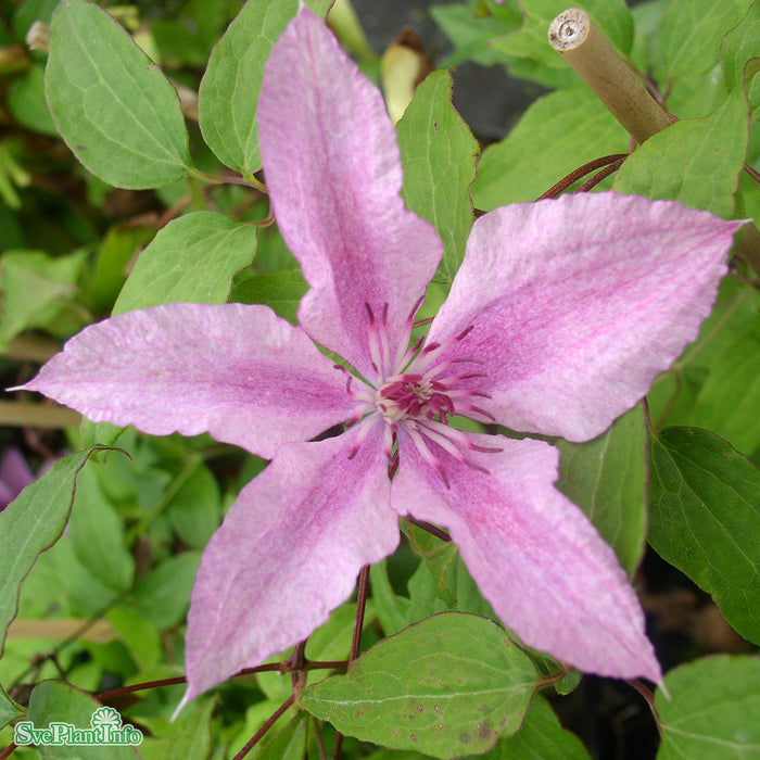 Clematis (SS) 'Hagley Hybrid' A-kval C2