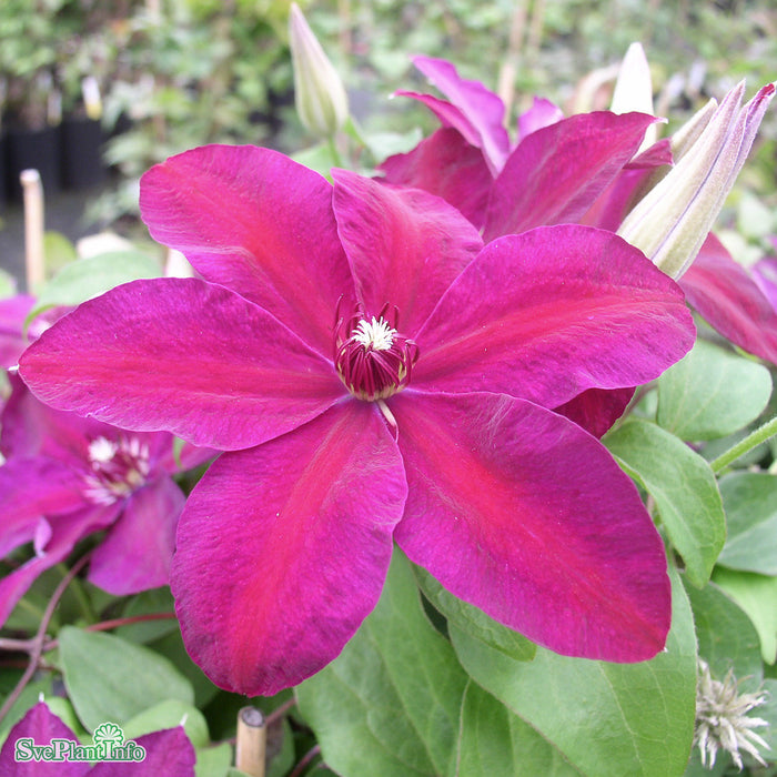 Clematis (TS) 'Westerplatte' A-kval C2