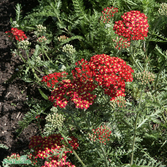 Achillea millefolium 'Paprika' A-kval