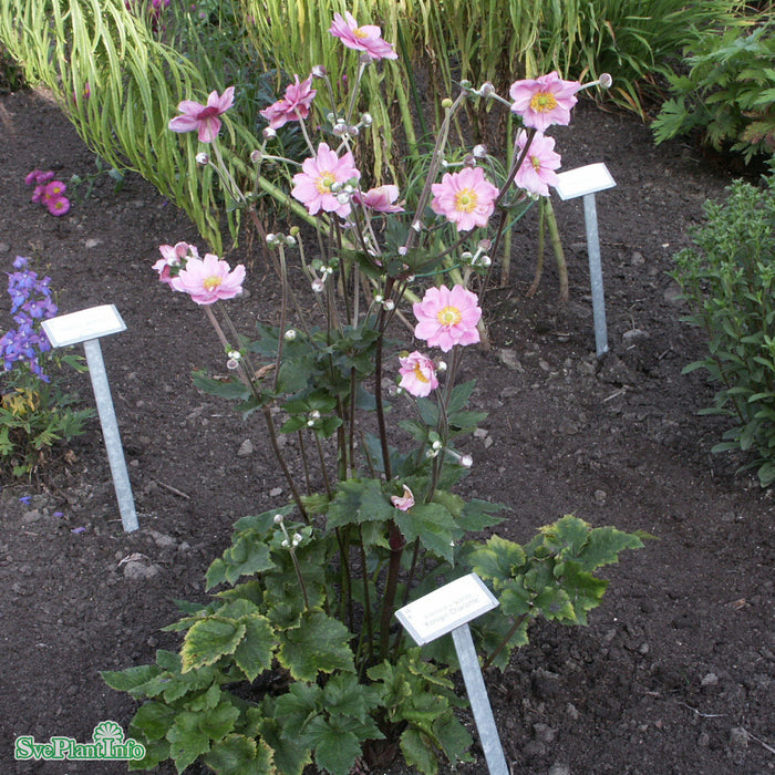 Anemone hybrida 'Königin Charlotte' A-kval