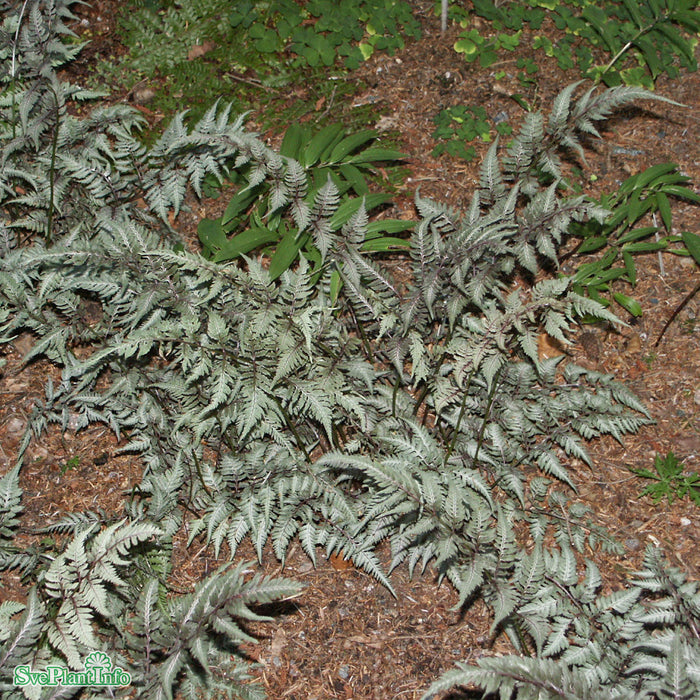 Athyrium niponicum 'Pictum' A-kval