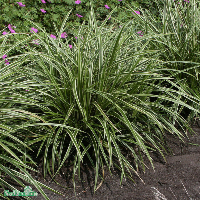 Carex morrowii 'Ice Dance' A-kval