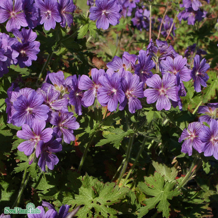Geranium magnificum 'Rosemoor' A-kval