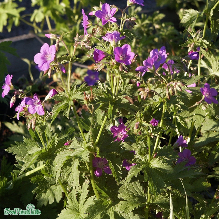 Geranium sylvaticum 'Mayflower' A-kval