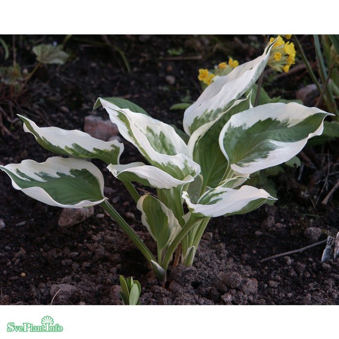 Hosta 'Patriot' A-kval C5